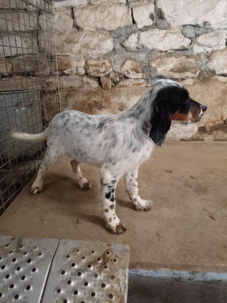 Agathe 2 De Marais Becasses