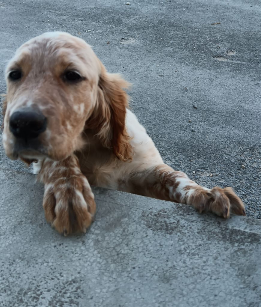 Athéna De La Vallée Du Pairon